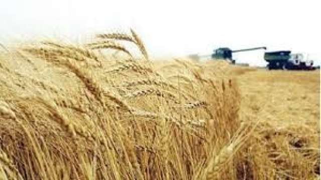 بحوث القمح.. يوضح أضرار تأخير زراعة القمح عن المواعيد المعتادة على الإنتاجية