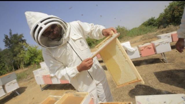 المهندس محمد هجرس أحد أكبر النحالين المصريين، أثناء استخراج الإطارات الشمعية من خلايا النحل لجمع العسل