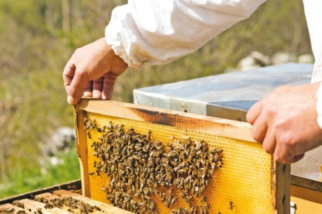 مع اقتراب الشتاء.. كيف تحمي خلايا النحل من التقلبات الجوية؟.. رئيس بحوث النحل يوضح