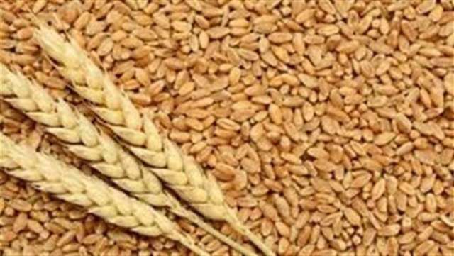 كيف تختار صنف تقاوي القمح المناسب لمنطقتك؟.. خبير زراعة القمح يوضح
