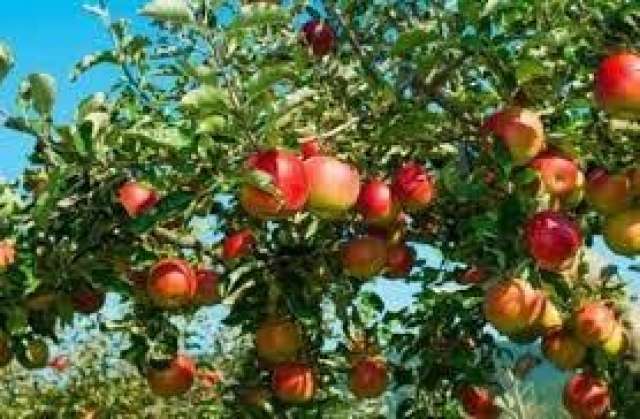 بحوث البساتين: إرشادات هامة يجب على مزارعي التفاح والكمثرى اتباعها خلال نوفمبر