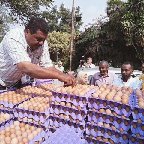 ”الزراعة” تطرح كميات من بيض المائدة بمنافذها الثابتة والمتحركة بسعر 72 جنيه للكرتونة