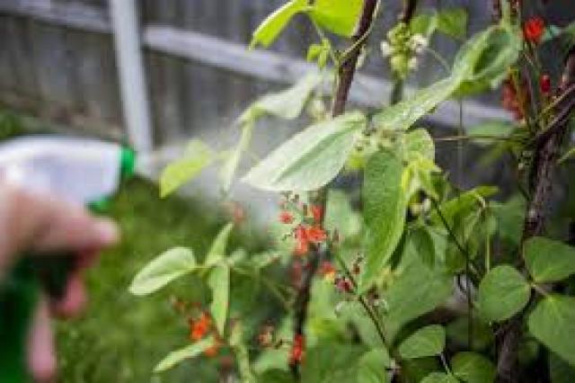 ما هي العوامل التي تزيد من امتصاص وانتقال المبيدات الحشرية داخل النبات؟