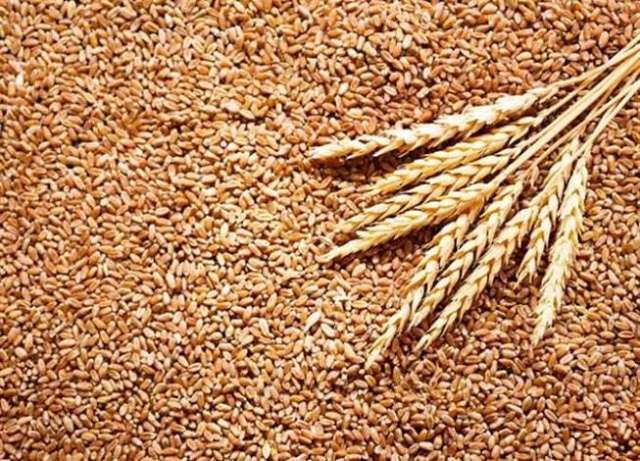 لزيادة الإنتاج : توصيات هامة لمزارعي القمح خلال شهر نوفمبر