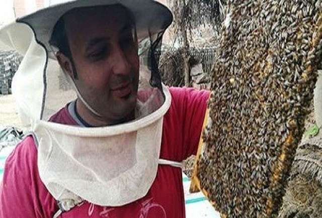 المهندس محمد هجرس يستعرض طردا من النحل