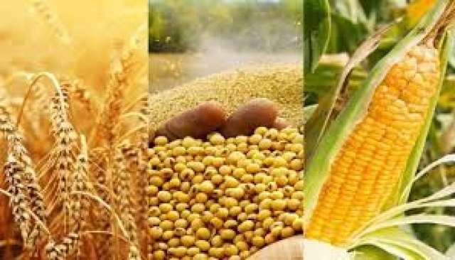 الزراعة الفرنسية تخفض توقعاتها لمحاصيل الذرة والقمح اللين وبنجر السكر خلال العام الجاري