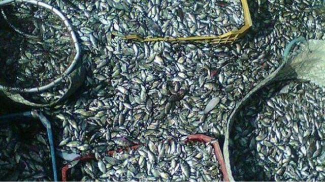 صيادو بحيرة المنزلة: مصر تخسر 90٪ من ثروتها السمكية بالصيد الجائر