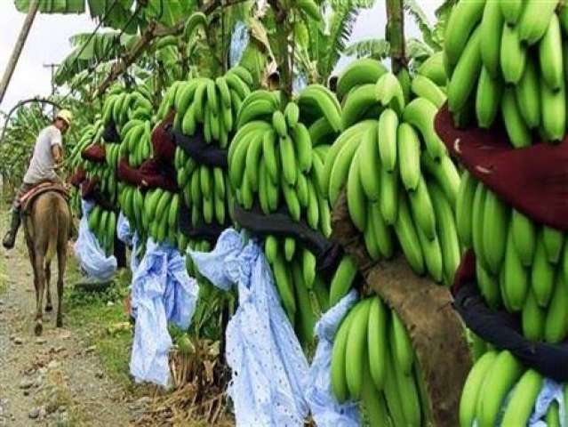 5 توصيات لمزارعي الموز يجب مراعاتها خلال شهر نوفمبر