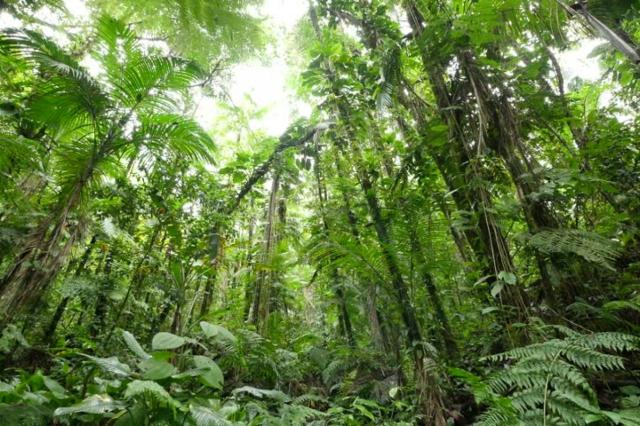 6 شركات عملاقة تخطط لزراعة  2 مليار شجرة في البرازيل لمواجهة التغيرات المناخية