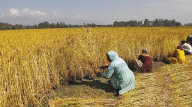 الهند : زيادة المساحات المزروعة بالقمح بنسبة 9.7% خلال الموسم الحالي