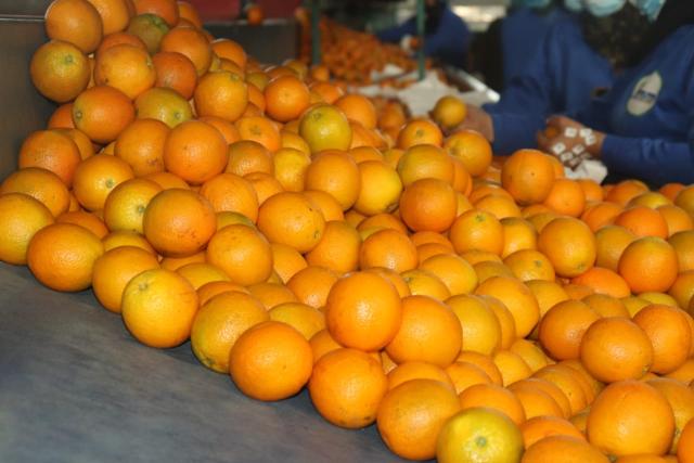 الحجر الزراعي يحدد ضوابط واشتراطات تصدير محصول البرتقال لموسم 2022 2023 إرشادات وخدمات الأرض
