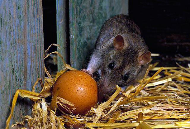 تعرف على طرق مكافحة الفئران في مزارع الدواجن و أفضل المبيدات المستخدمة