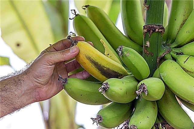 تسبب قلة الإنتاج و موت الأشجار تعرف على أخطر آفـة يمكن أن تصيب الموز وكيفية مكافحتها