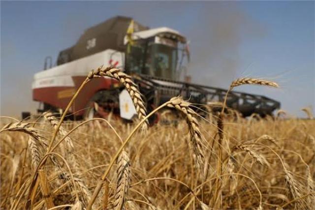 أوكرانيا تعلن زراعة 3.8 مليون هكتار من القمح الشتوي