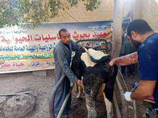 علاج وفحص ٩٠٠ رأس ماشية مجاناً لصغار المربين في قرية دسيا