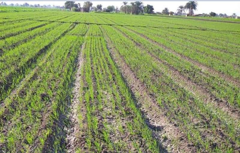 روشتة لزيادة إنتاجية القمح في الأراضي الطينية