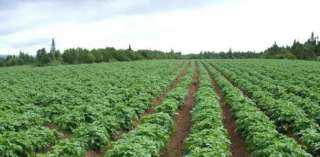 «الزراعة» تُحذر من 3 أمراض تنتشر خلال شهر ديسمبر وتصيب الخضر