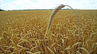 ”رويترز” الجفاف يهدد محصول القمح الكندي