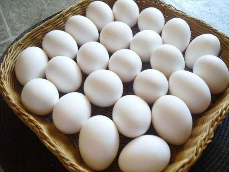 ارتفاع سعر البيض الأبيض .. سعر طبق البيض بالبورصة اليوم الثلاثاء 6 – 12 – 2022