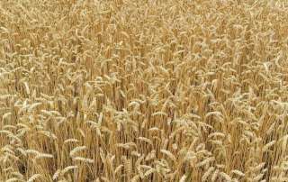 الزراعة تصدر توصياتها وإرشاداتها لمزارعي القمح خلال شهر ديسمبر
