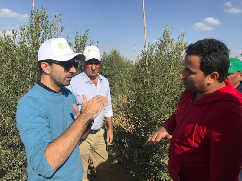 فريق شركة أرتيجو الأسبانية في زيارة متابعة لقطاع زيتون شركة الهاشمية بوادي النطرون - مصر