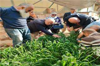 «الزراعة» تتابع الحالة المرضية لزراعات القمح فى كفر الشيخ