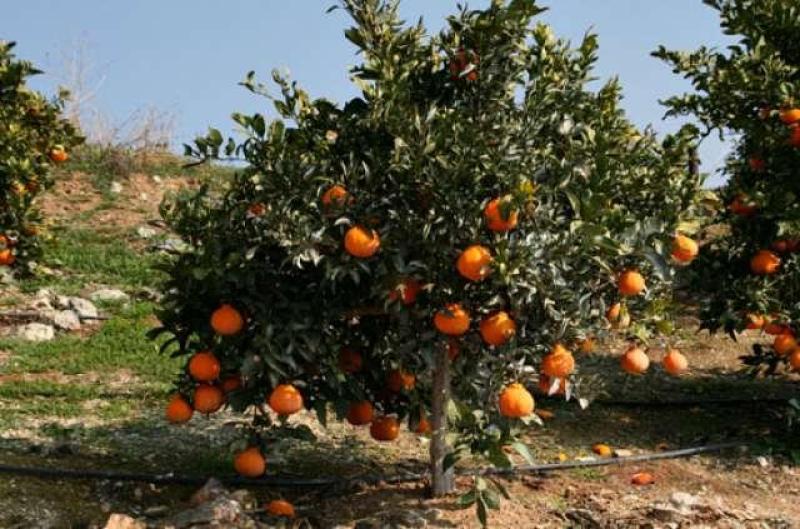 البيع بأقل من التكلفة .. مزارعو البرتقال يتهمون السمسارة بالتلاعب بالأسعار والخسائر  40%