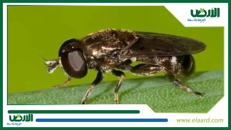 تعرف على ذبابة البصل الصغيرة و الكبيرة و طرق التخلص منها | إرشادات ...