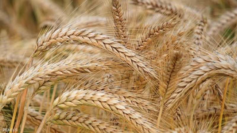 البحوث الزراعية: زيادة الأراضي المزروعة بالقمح لـ 4 مليون فدان