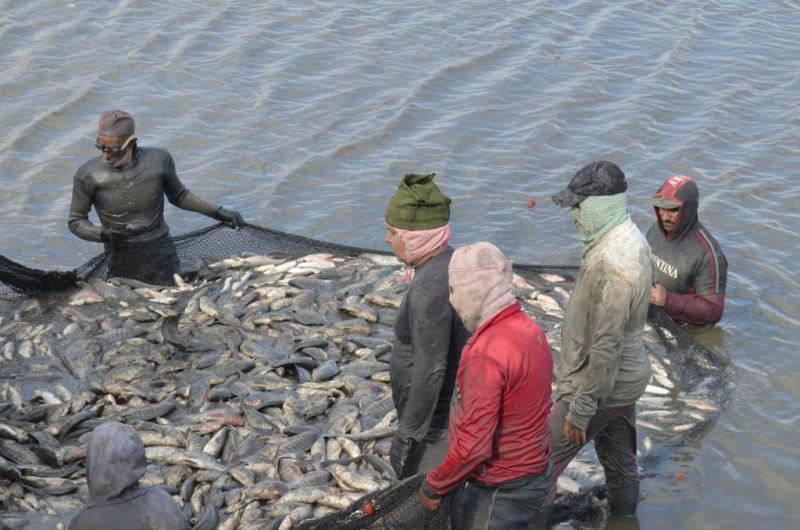 جهاز حماية وتنمية البحيرات يعلن افتتاح موسم الصيد بمزرعة المنزلة السمكية