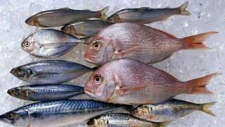 أسعار الأسماك بأسواق الجملة اليوم الإثنين