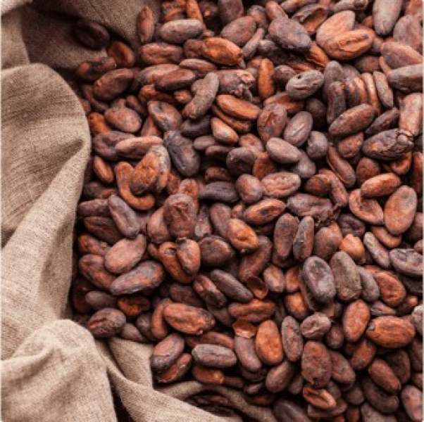 قلة الأمطار و الجفاف يهددان محصول الكاكاو في ساحل العاج
