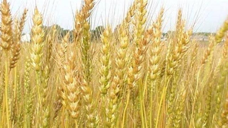 أوكرانيا: 65% من المحاصيل الشتوية في حالة جيدة