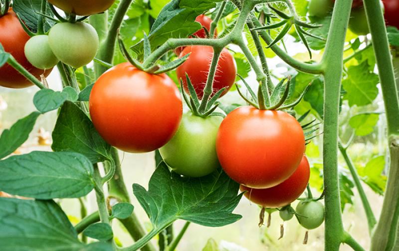 تعرف على برنامج الوقاية والعلاج من أمراض أعفان الجذور في الطماطم
