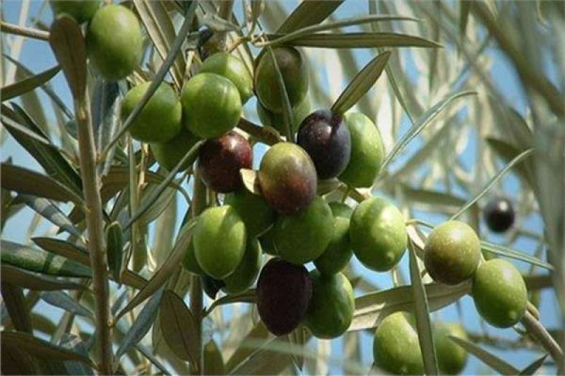 الزراعة: لمزارعي الزيتون والعنب والطماطم والفلفل .. احذروا من هذه الأجراءات