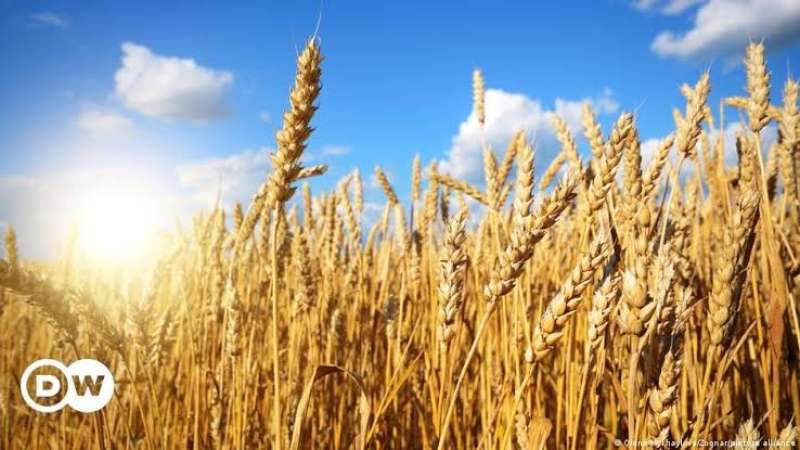 روسيا تقرر زيادة صادراتها من الحبوب إلي 25.5 مليون طن
