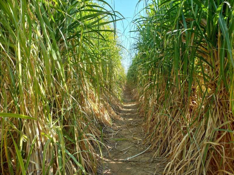 «سويلم»:  خطة تنفيذية للتحول من الرى بالغمر إلى «التنقيط» في مزارع قصب السكر