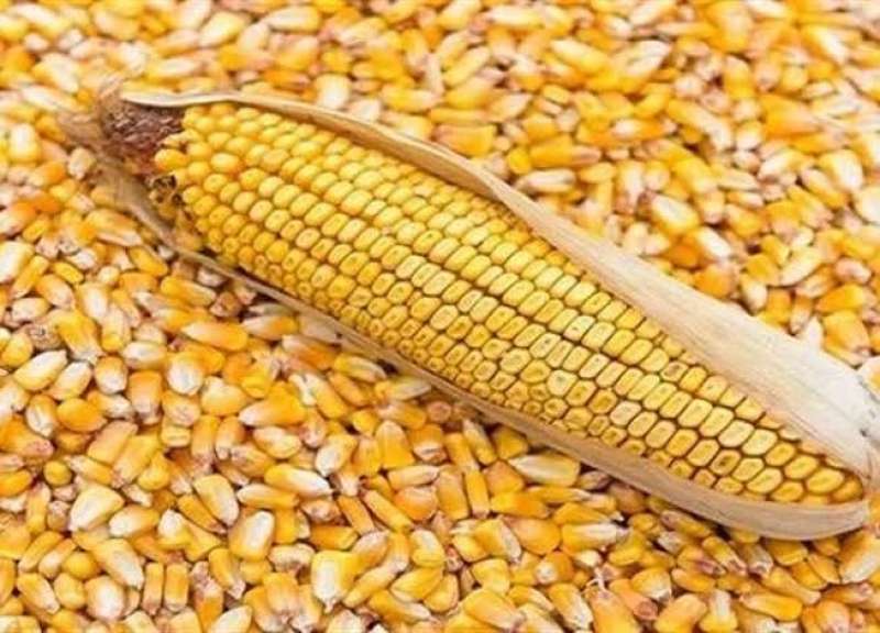 تعرف على سعر طن الذرة الصفراء في مصر 2023