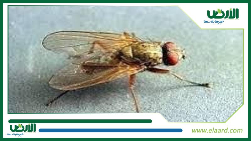 ذبابة البنجر.. أعراض الإصابة وافضل المبيدات للقضاء عليها | إرشادات ...