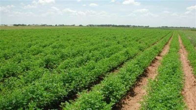 شركة الريف المصري الجديد توفر تقاوي وأسمدة مدعمة ..شرط زراعة هذه المحاصيل