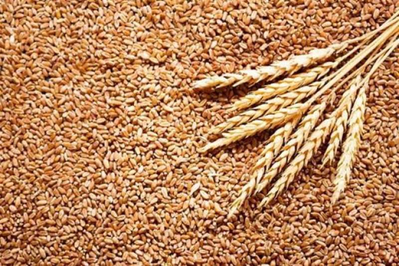 التعبئة والإحصاء: ارتفاع واردات مصر من القمح خلال أكتوبر الماضي بزيادة 96 %