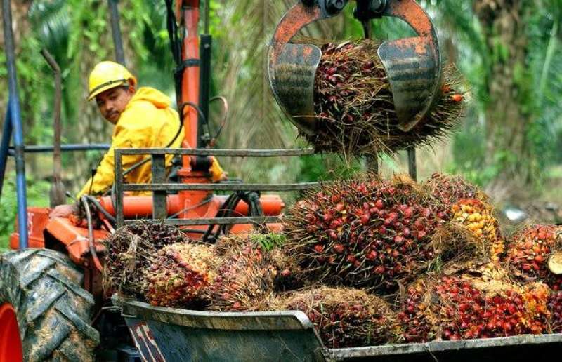 28.5% إنخفاضًا في صادرات منتجات زيت النخيل الماليزي خلال يناير