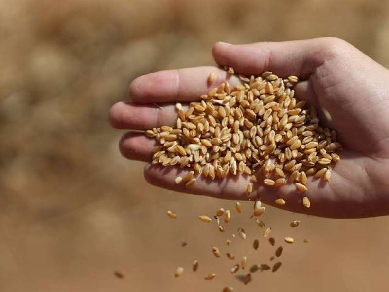 رئيس الوزراء: زيادة دعم القمح ليصل إلى 95 مليار جنيه