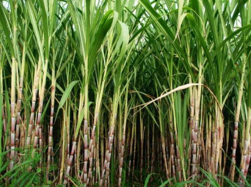 الفدان ينتج 70 طنًا.. مدير «المحاصيل السكرية» يكشف مزايا زراعة القصب بالشتلات