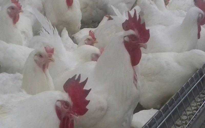 20 جنيها خسائر طبق البيض للمنتجين اليوم