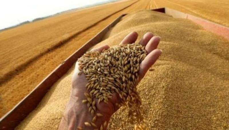 ارتفاع كبير في صادرات الإتحاد الأوروبي من القمح بـ18 مليون طن