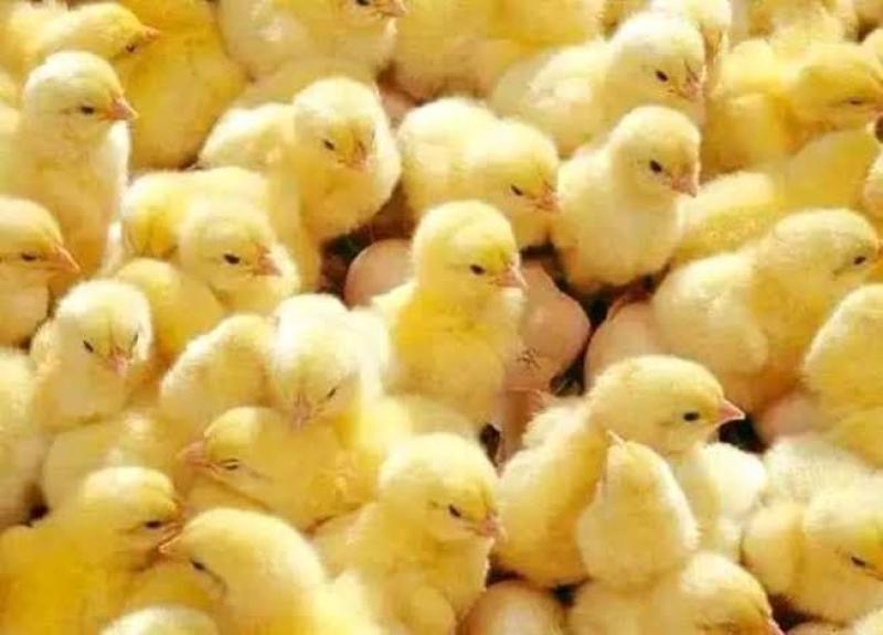 تعرف على أسباب ارتفاع سعر «الكتاكيت» فى الأسواق