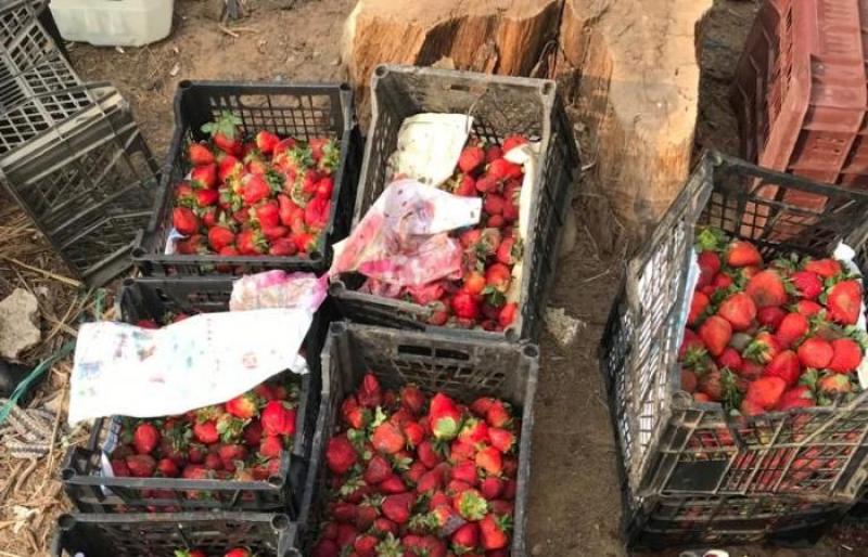 - شكوى عاجلة لمجلس الوزارء.. شركة أبو زعبل تحتجز محصول الفراولة لـ3 مزارعين
