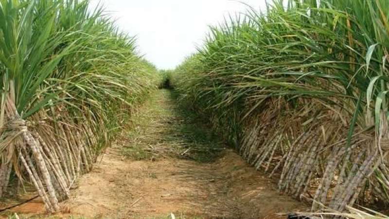 الأمطار تهدد انتاج قصب السكر الهندي وتوقعات بانخفاض الإنتاج