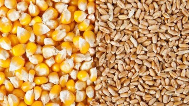 القمح والذرة